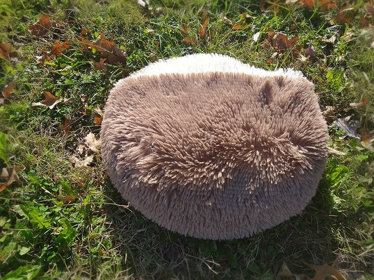 Burrowing Cave Hooded Pets Bed